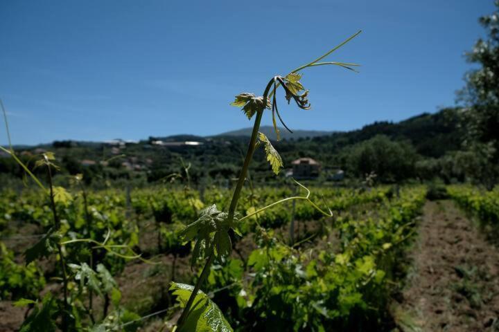 塞亚Quinta De Vodra别墅 外观 照片